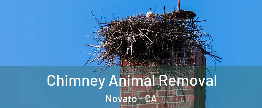 Chimney Animal Removal Novato - CA
