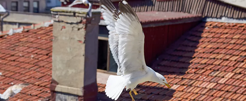 Residential Chimney Animal Removal Solution in Novato, CA