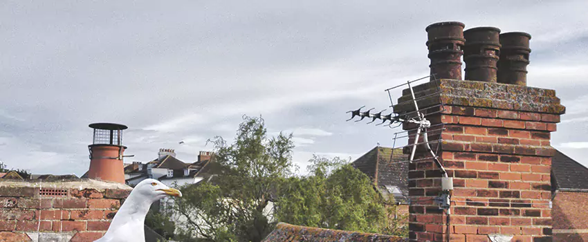 Chimney Cleaning And Restoration in Novato, California